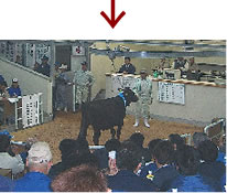 子牛せり市の様子